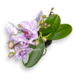 falenopsis merlini 1