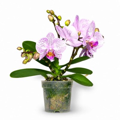 Фаленопсис Мерлини купить