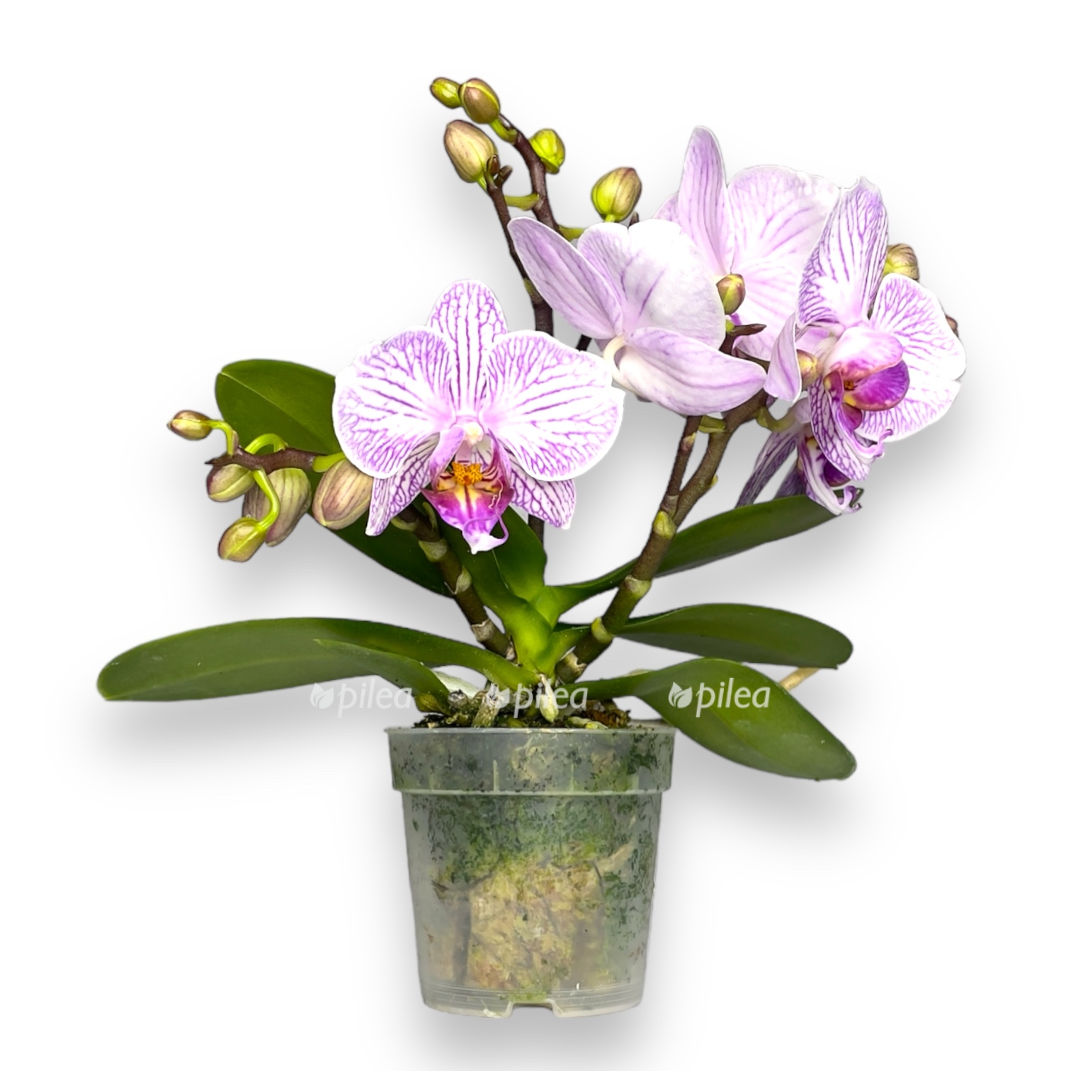 falenopsis-merlini.jpg falenopsis merlini