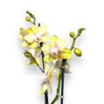 falenopsis multiflora lemon spajs