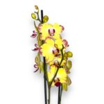 falenopsis papagojo