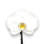 falenopsis singolo