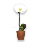 falenopsis singolo