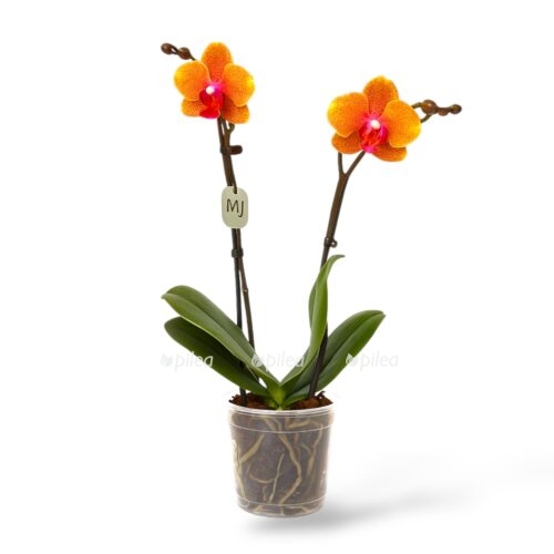 falenopsis sogo lourens e1747022406197