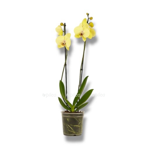 falenopsis starfish e1744428487879