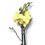 falenopsis styuartiana ellou