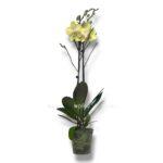 falenopsis styuartiana ellou 1 1