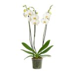 falenopsis tokio e1745123294722