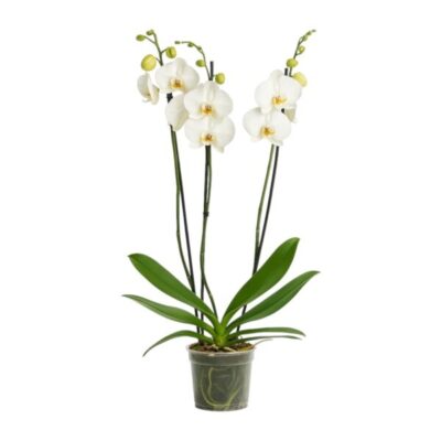 falenopsis tokio e1745123294722