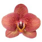 falenopsis toulon .jpg
