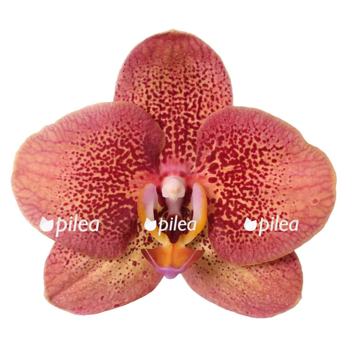 falenopsis toulon .jpg