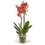 falenopsis toulon