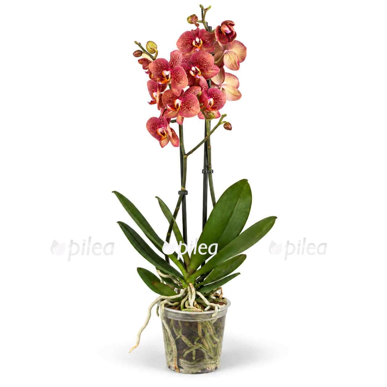 falenopsis toulon