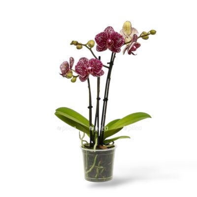 falenopsis vajld ket 22dikij kot22 e1744002059407