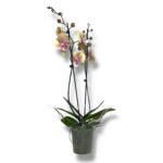 falenopsis vulkano big lip 1