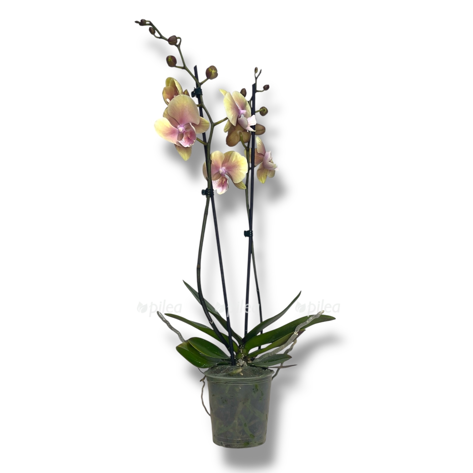 falenopsis vulkano big lip 1