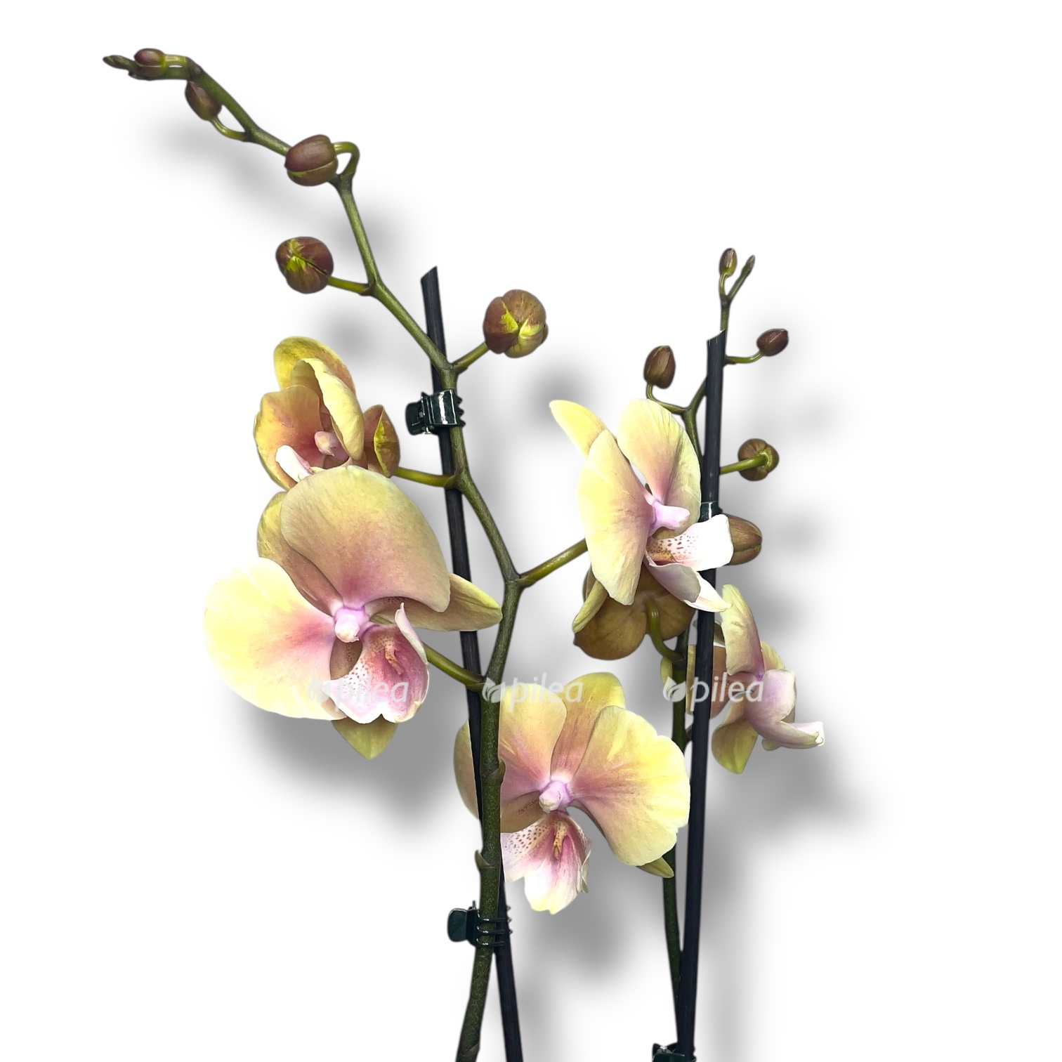 falenopsis vulkano big lip 2