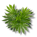 fatsiya yaponskaya variegata 2