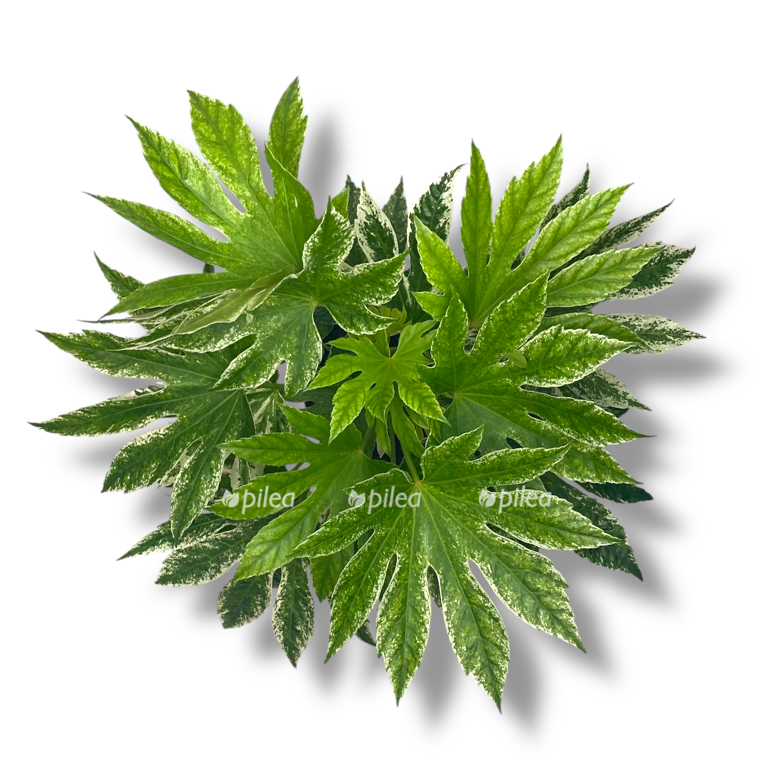 fatsiya yaponskaya variegata 2