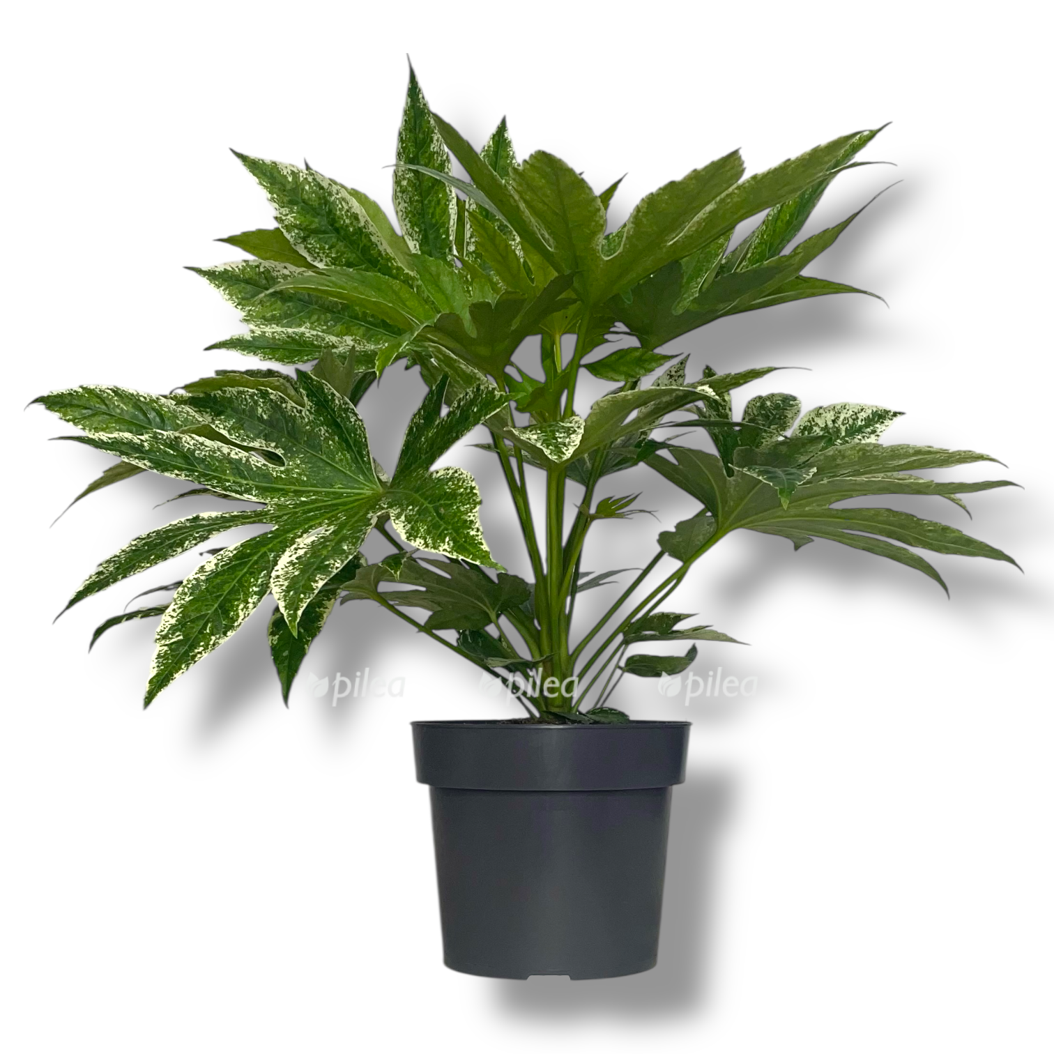 fatsiya yaponskaya variegata