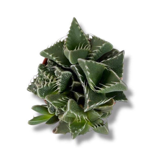 faucaria tigrina e1770108628524