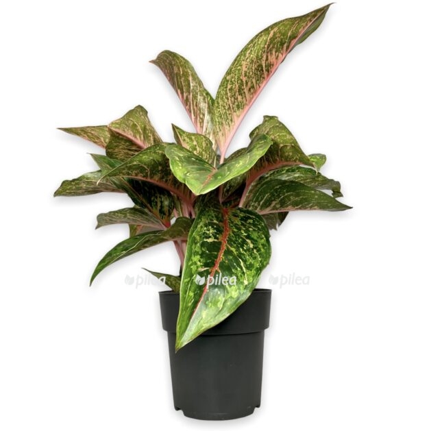 fbfd7b1c acf3 4349 9453 94b00731ec7c e1675940263289