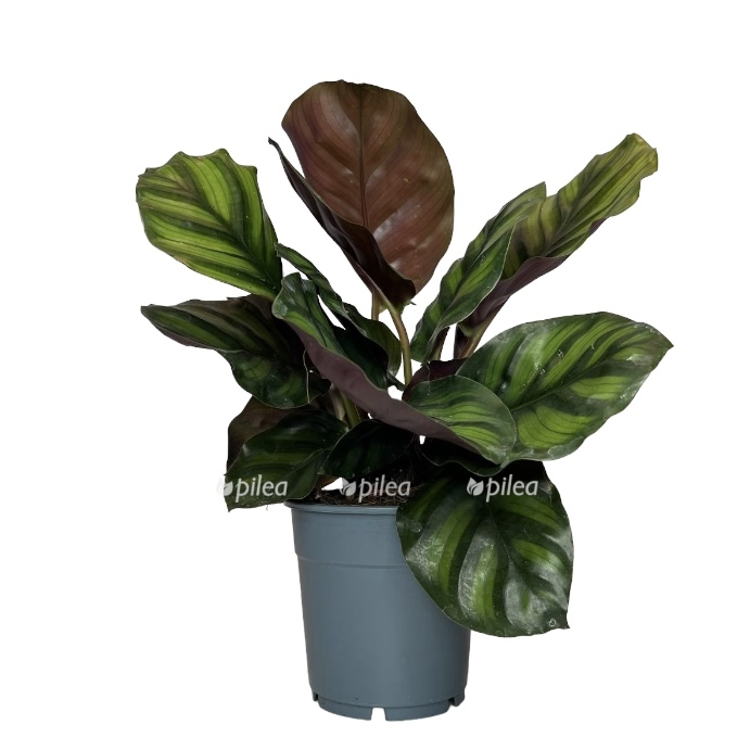 fc14904b c20c 4644 9b37 abd42e1709e7