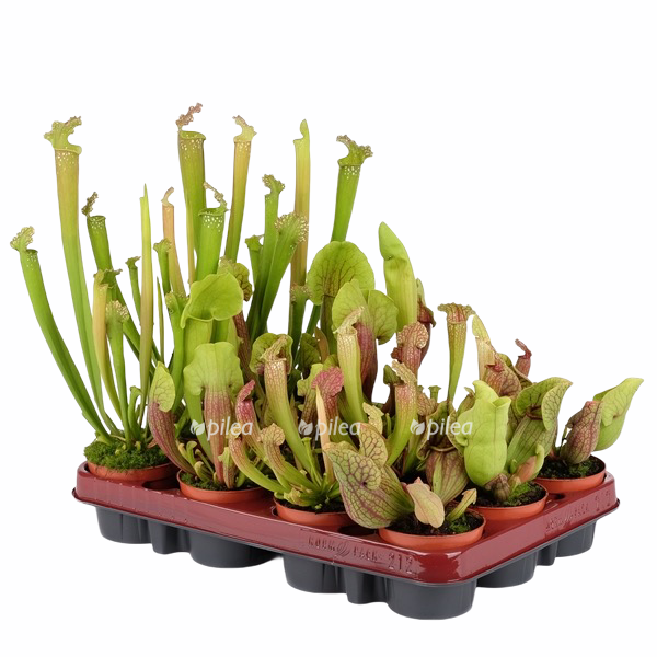 fc997a13-3f29-4788-a2ca-89808a2f092f.png fc997a13 3f29 4788 a2ca 89808a2f092f