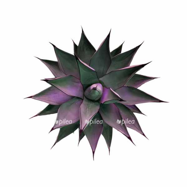 fe2c061b 3ea9 419d 8494 a3f0ce399649 e1605619662303