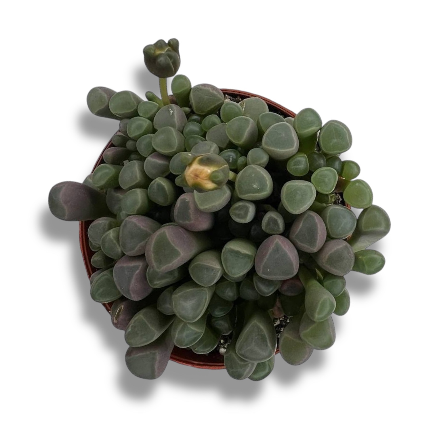 fenestrariya ropalofilla 1