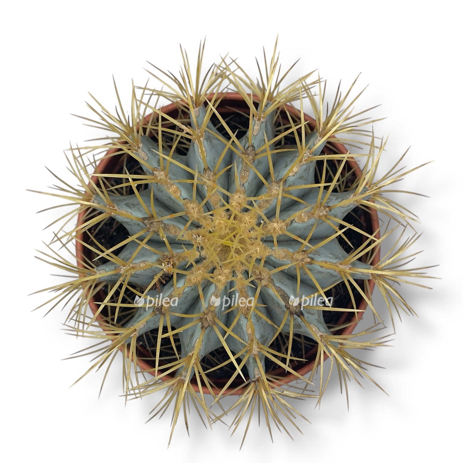 ferokaktus glausecens