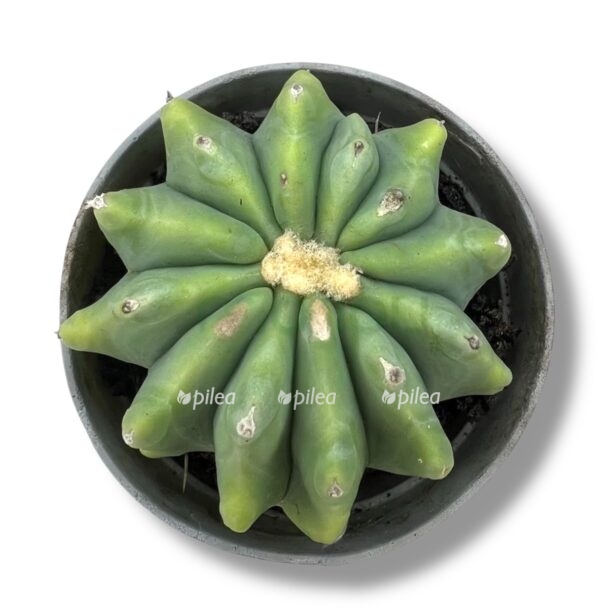 ferokaktus glausescens inermis e1770476937722