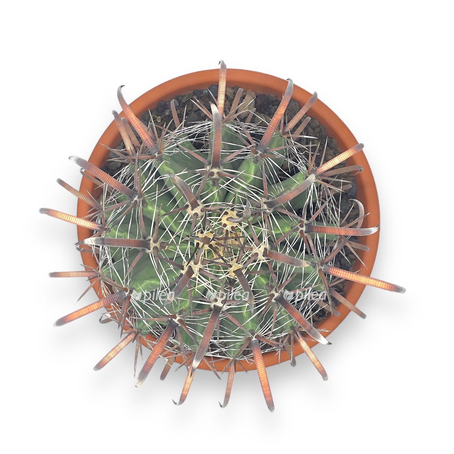 ferokaktus taunsedianus