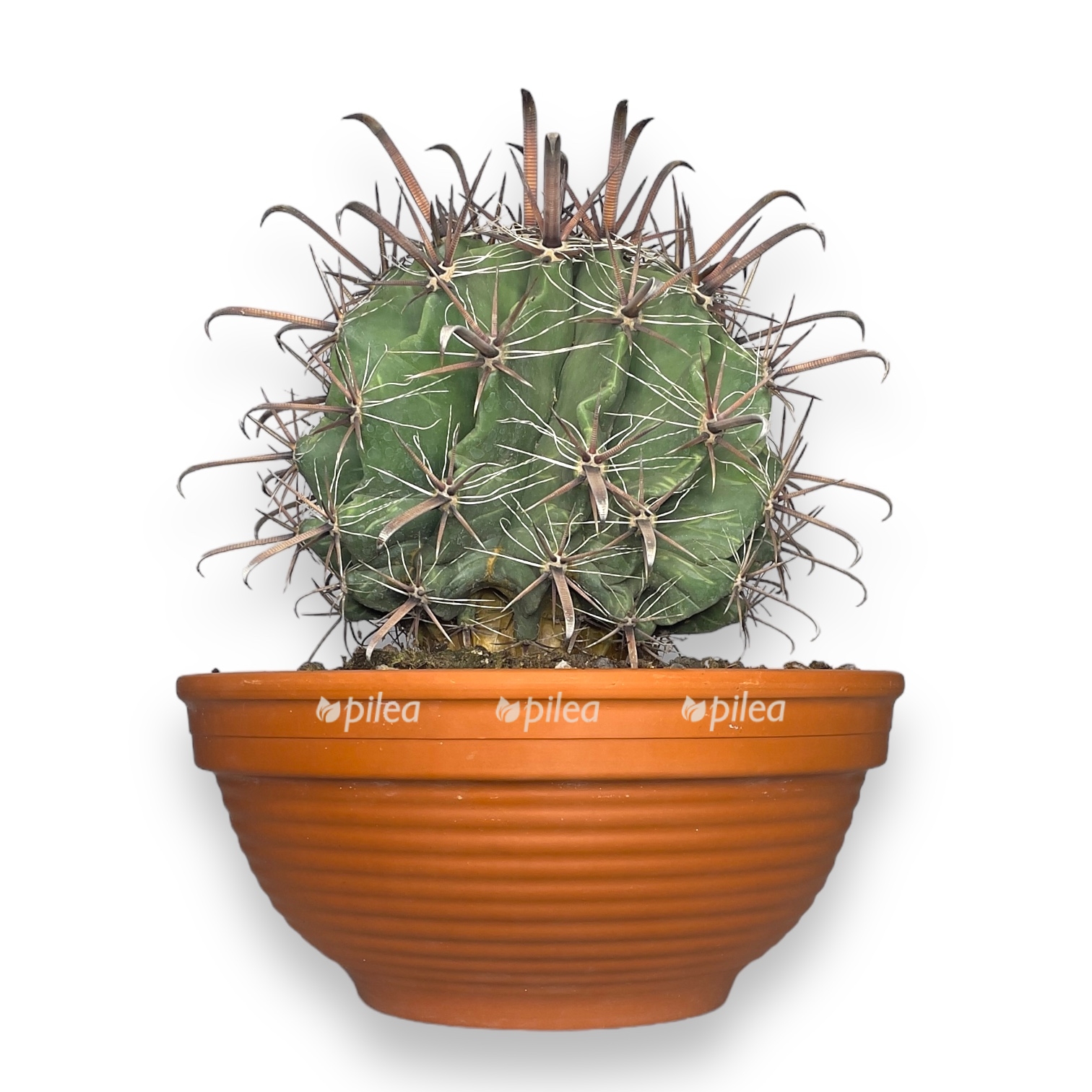 ferokaktus taunsedianus