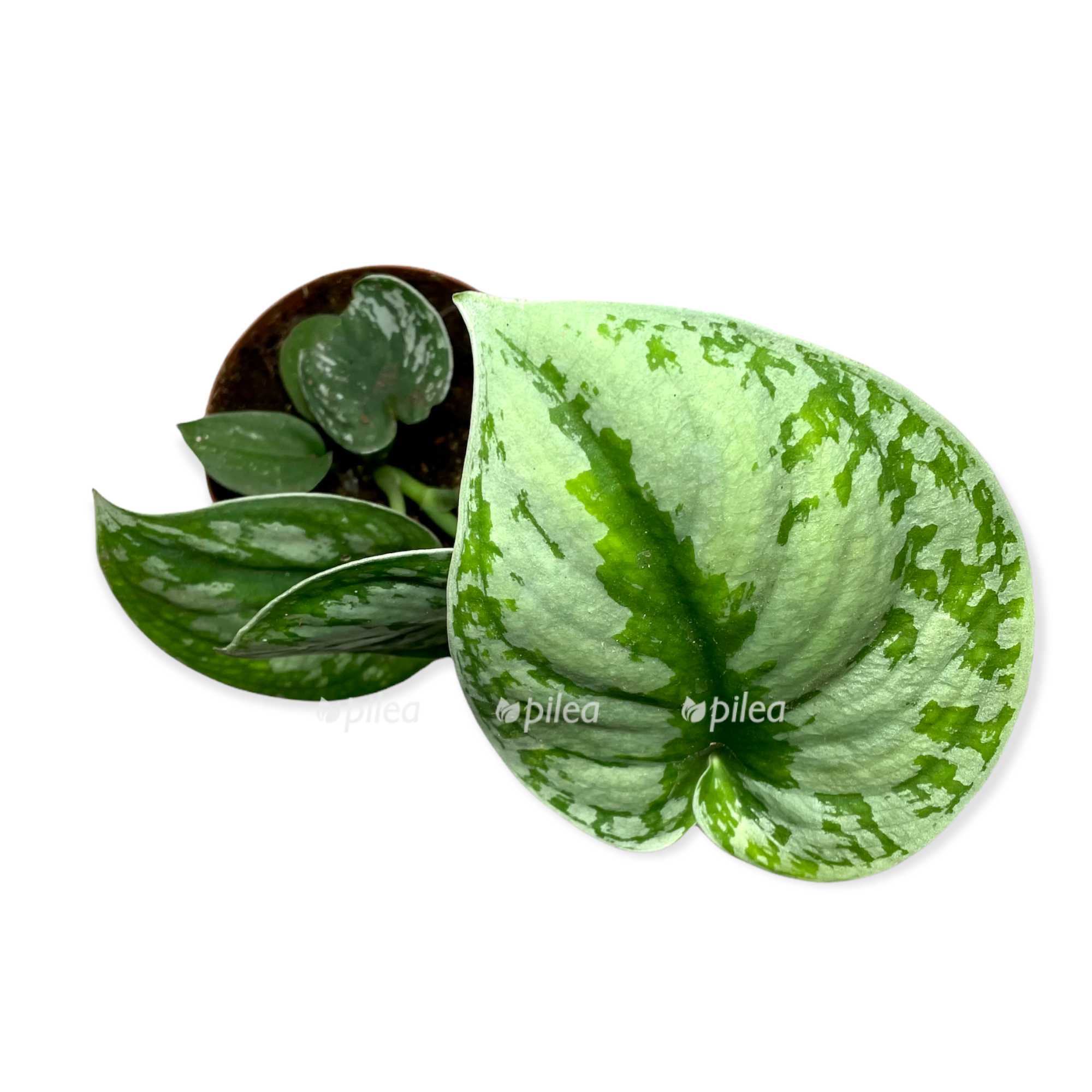 ff305f5b 8ffe 499a b2cb 22dedf1415c0