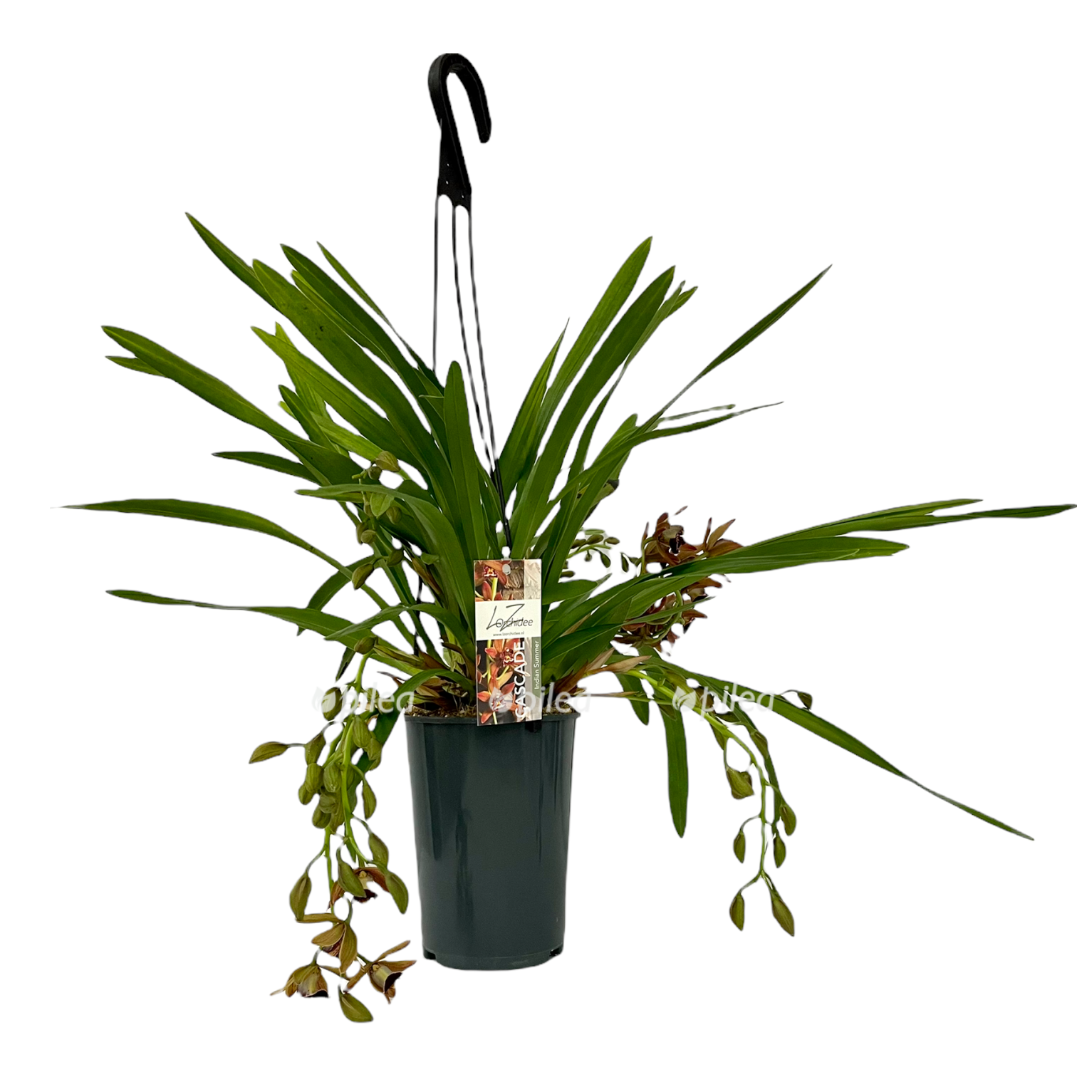 ff96392b-7345-4819-90d6-cce2158bc9d4.png ff96392b 7345 4819 90d6 cce2158bc9d4