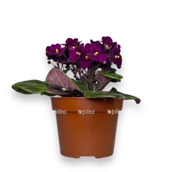 fialka miks e1736451396494