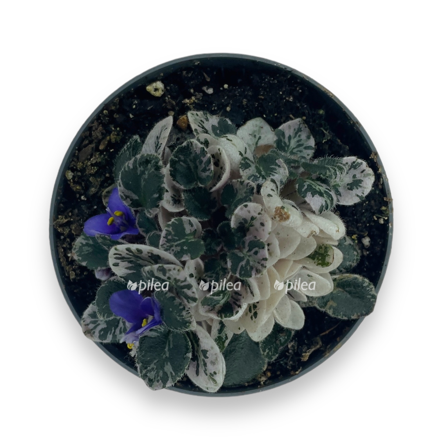fialka mini variegata 2