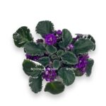 fialka variegata