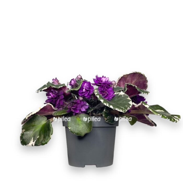 fialka variegata e1722699450283