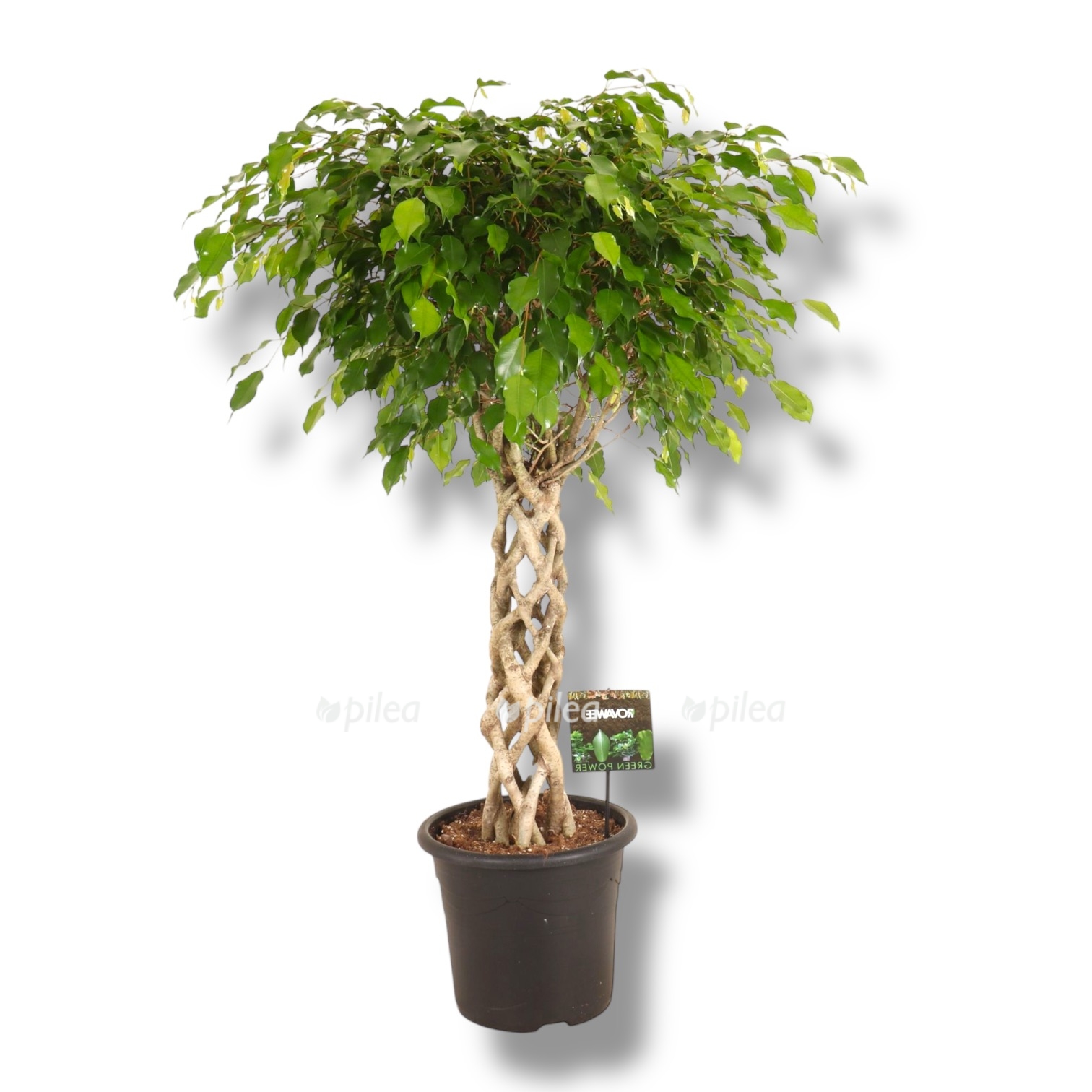 ficus benjamina exotica cylinder