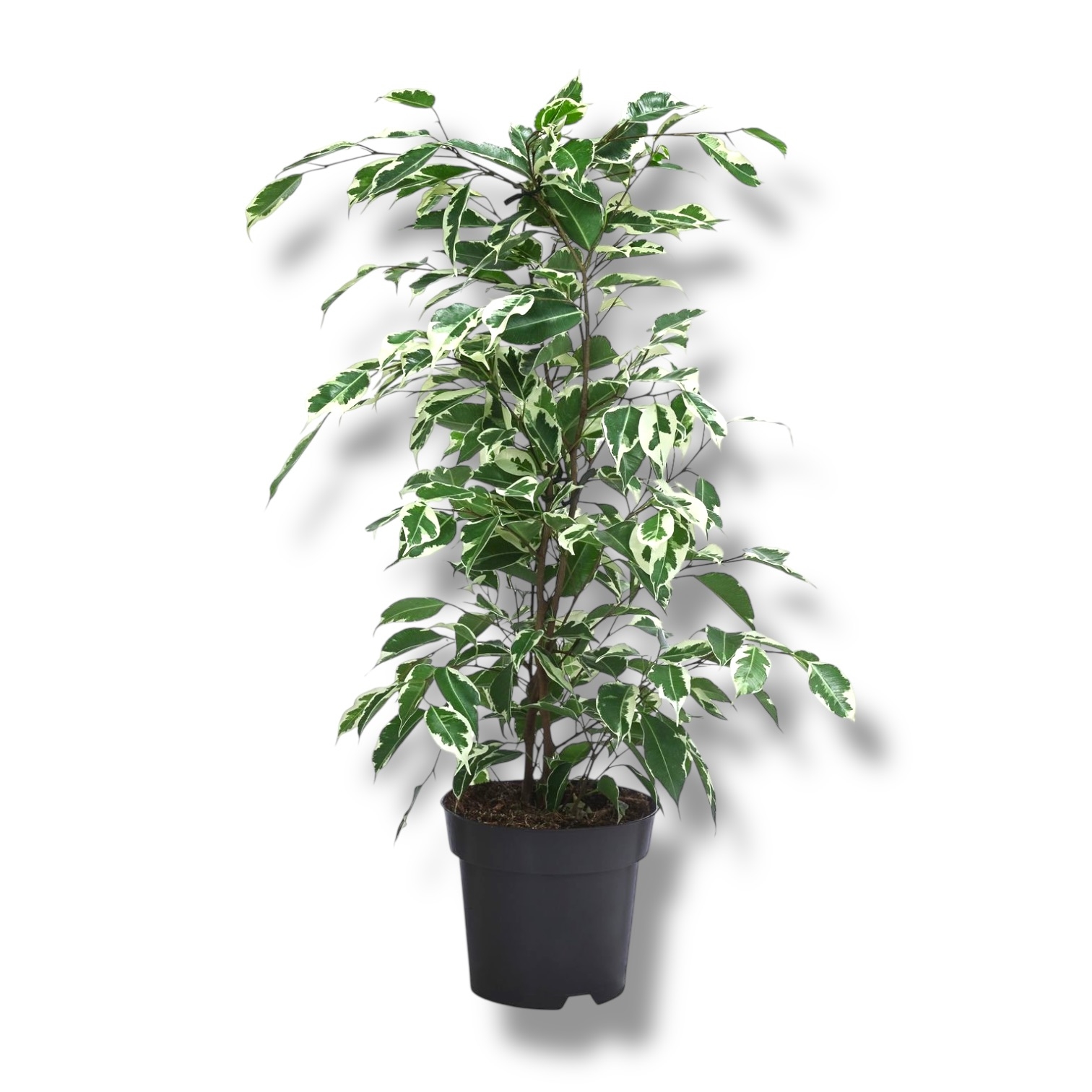 ficus benjamina golden king