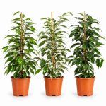 ficus benjamina mix pyramid