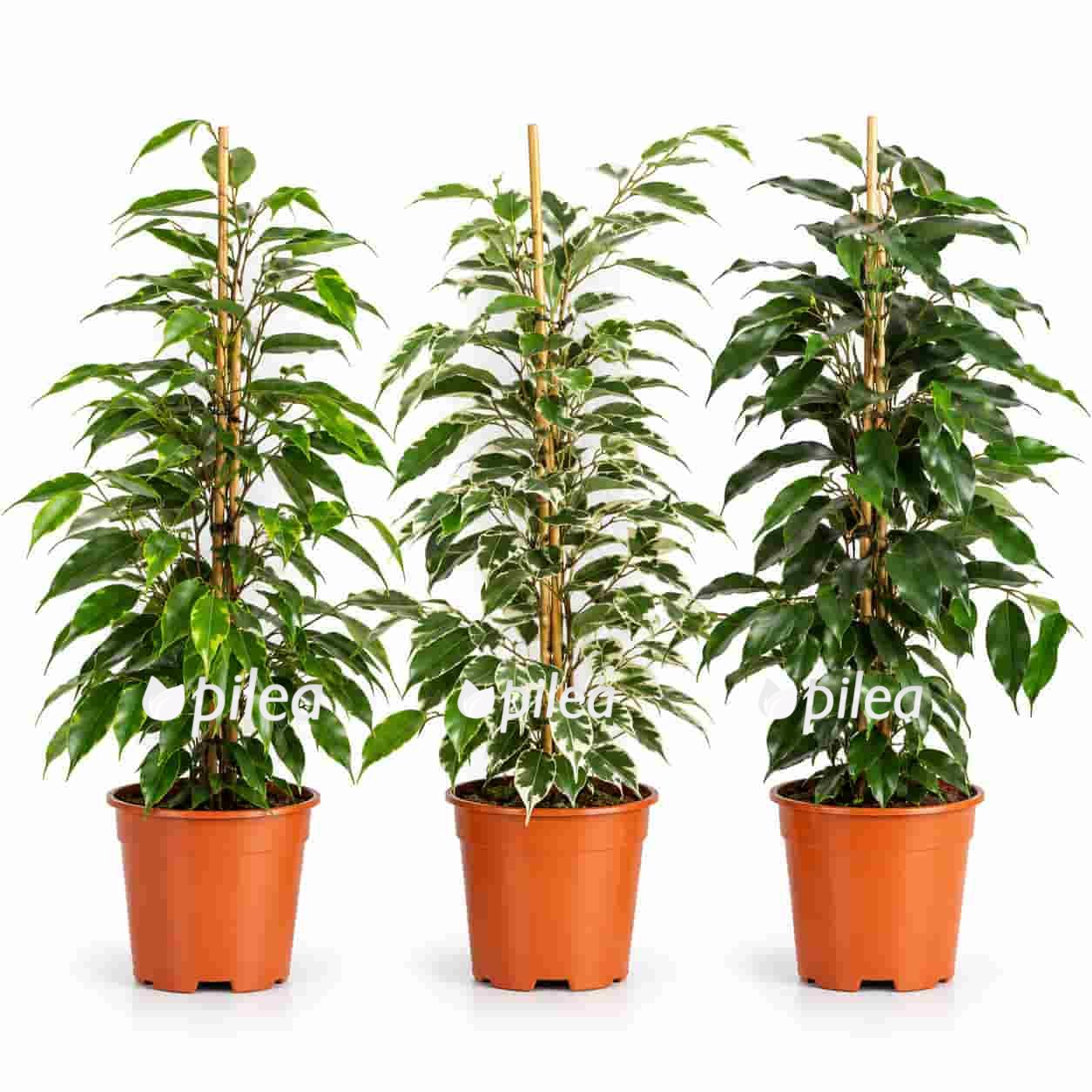 ficus benjamina mix pyramid