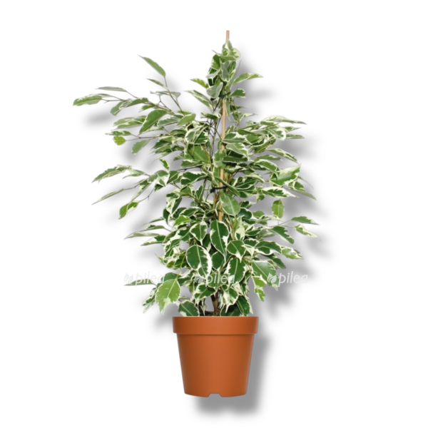 ficus benjamina twilayt e1758256198355