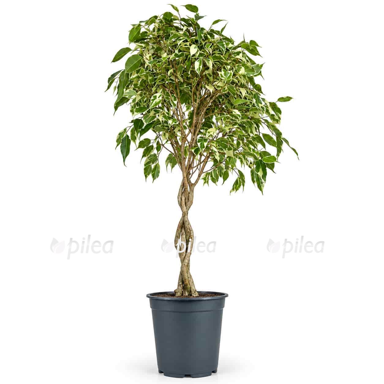 ficus benjamina twilight
