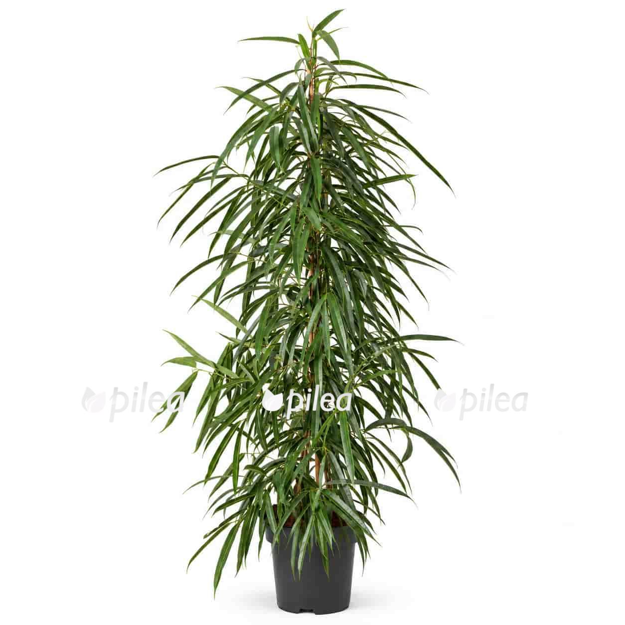 ficus binnendijkii alii pyramid
