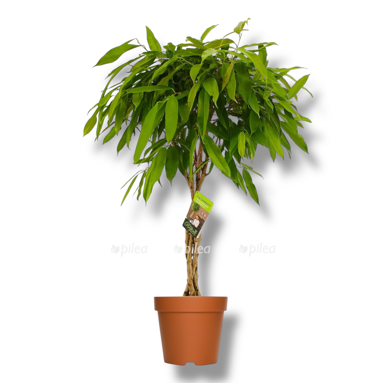 ficus binnendijkii amstel king