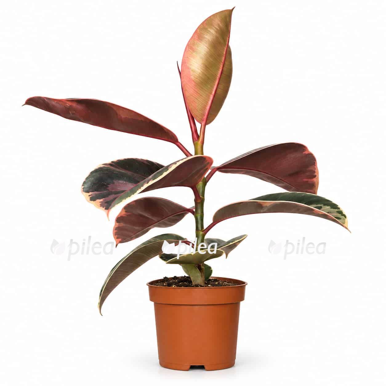ficus elastica belize
