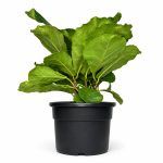 Фикус Лирата Буш купить